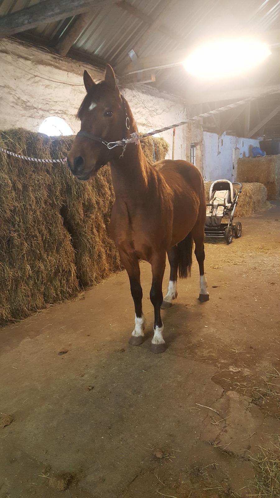 Welsh Partbred (Sec F) Struntze´s Go Believe billede 40