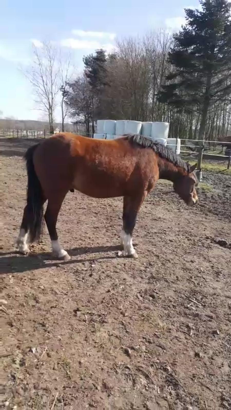 Welsh Partbred (Sec F) Struntze´s Go Believe billede 5