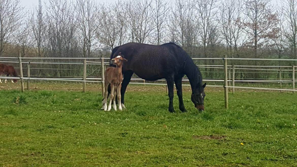 Welsh Partbred (Sec F) Struntze's Game Player billede 14