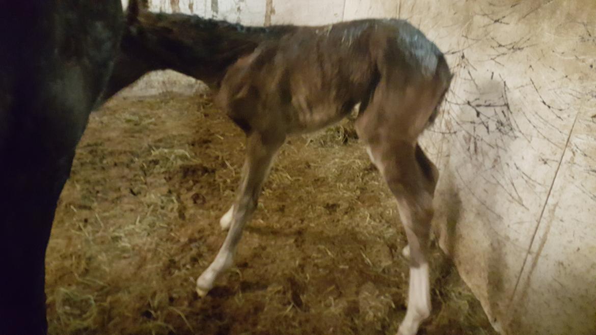 Welsh Partbred (Sec F) Struntze's Game Player billede 10