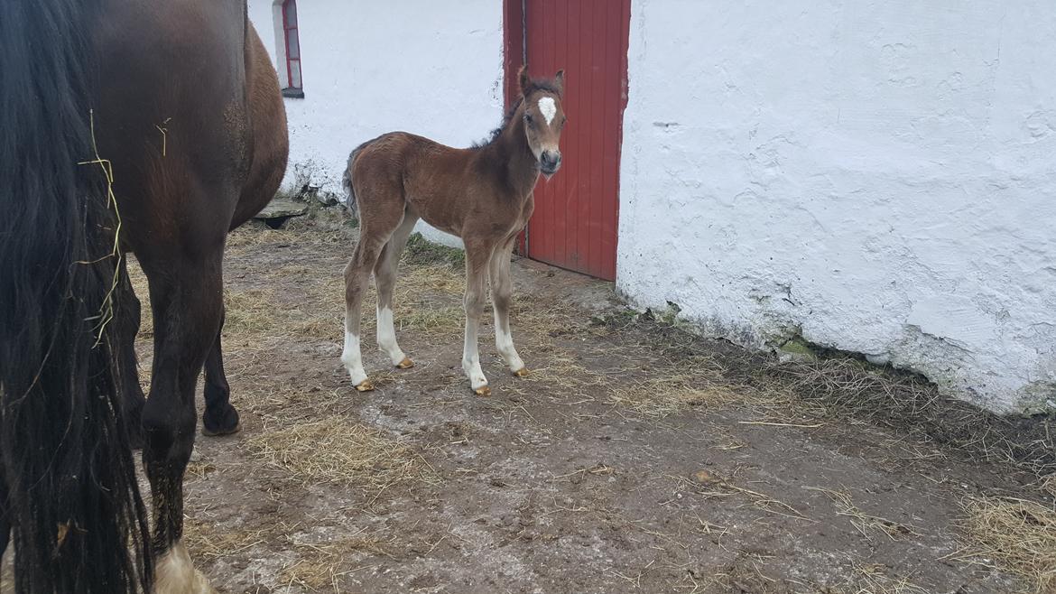 Welsh Partbred (Sec F) Struntze's Game Player billede 18