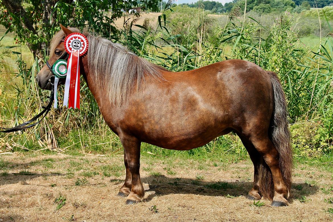 Shetlænder Tine!<3 (bamsen) - Velkommen til Tine´s profil<3 billede 1