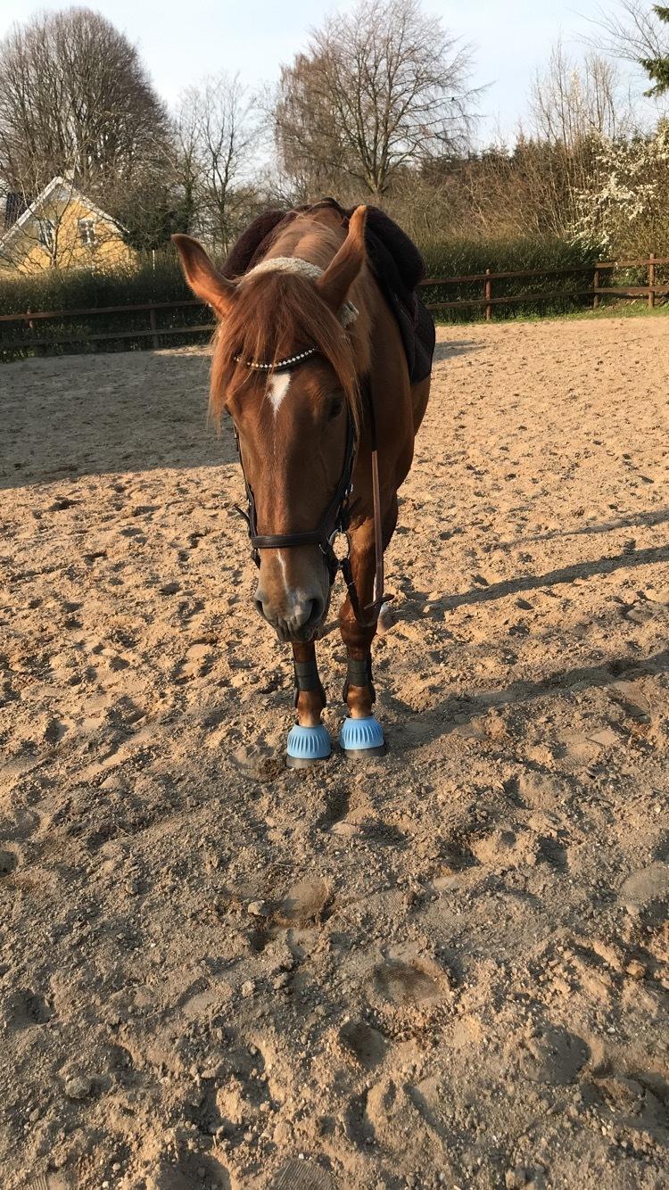 Dansk Varmblod Sancerre De Light billede 9