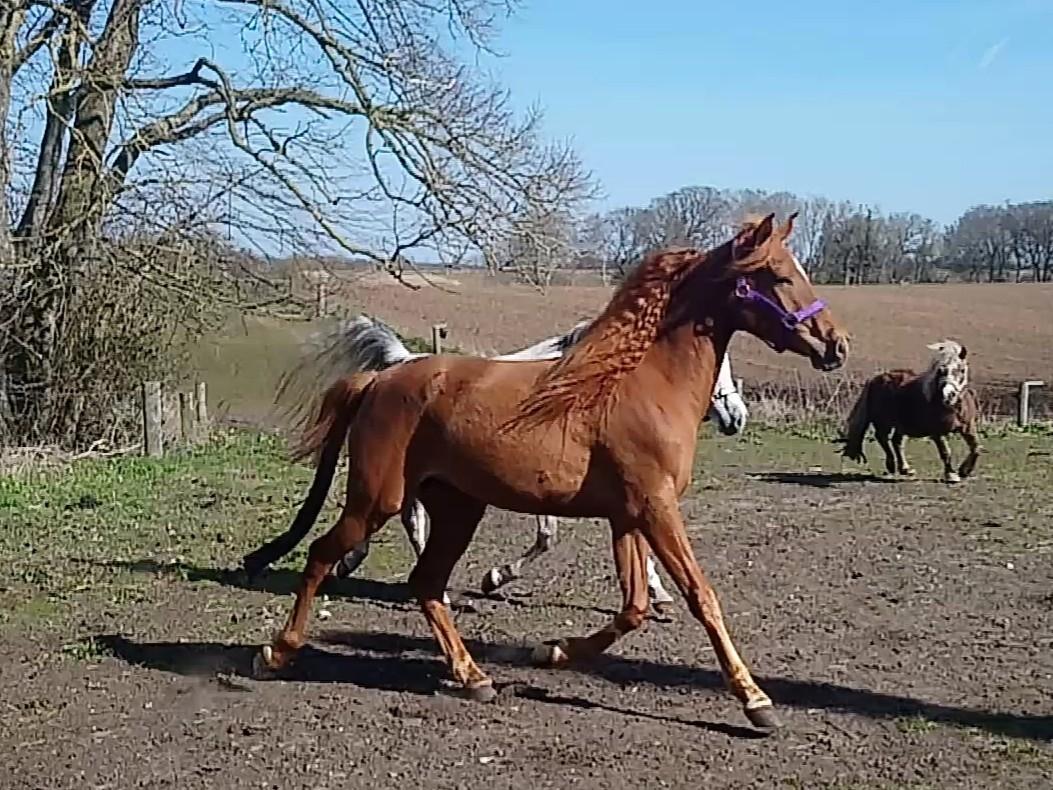 Arabisk fuldblod (OX) Emira bint Gharib ox *SOLGT* billede 5