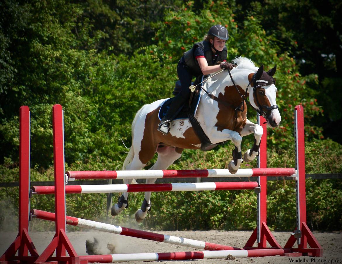 Pinto What A Spot - 115 med min stejrne! billede 4