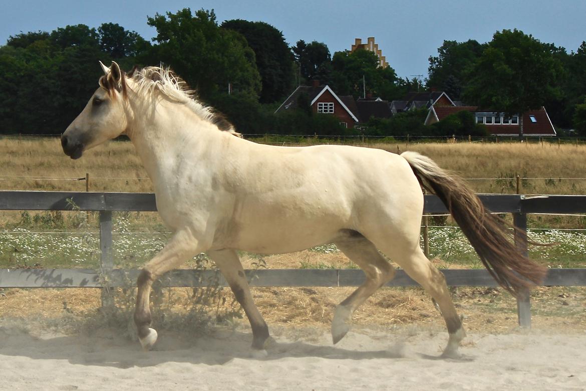 Anden særlig race Bubie (Bella II) billede 38