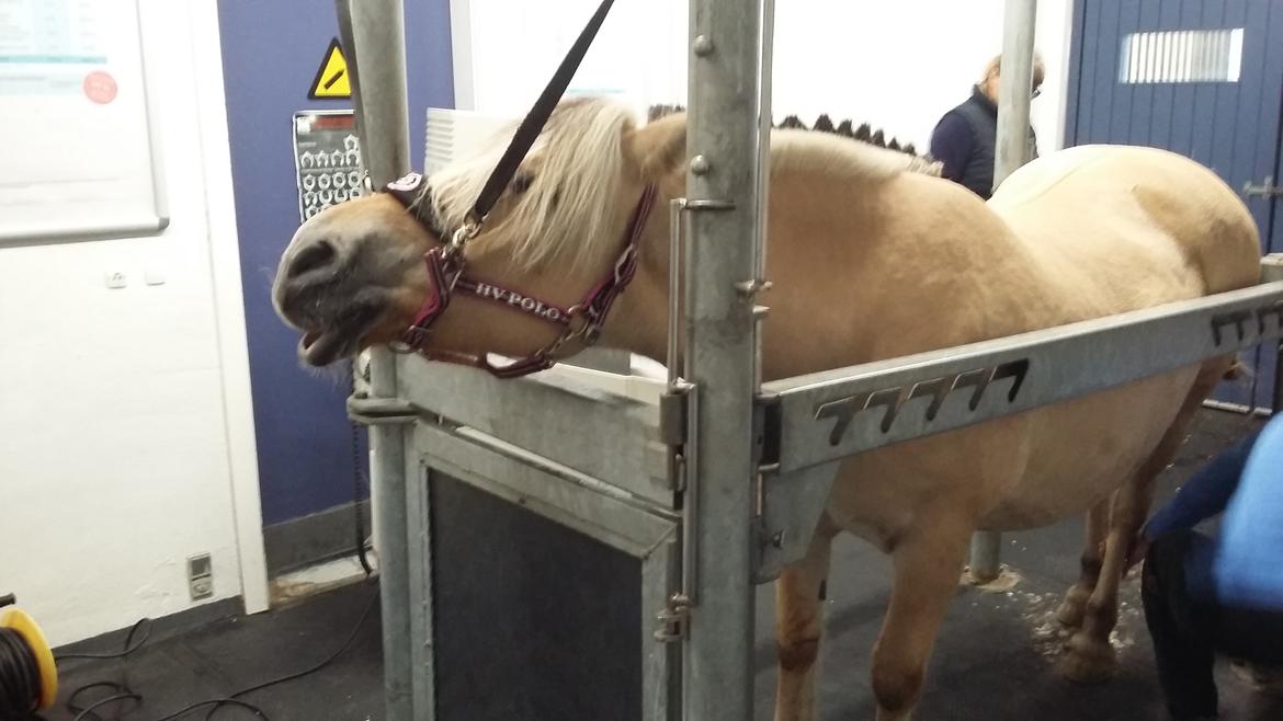 Fjordhest Karmen - Lidt beroligende inden scanning af bagben. 2-3 mdr. efter køb, en lidt rund hest. billede 4