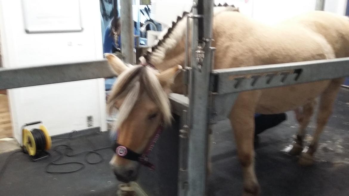 Fjordhest Karmen -  Lidt beroligende inden scanning af bagben billede 5