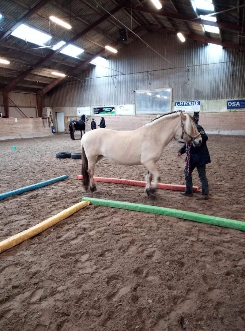 Fjordhest Karmen - Miljøtræning. Tynd og muskelfattig efter tandproblemer billede 9