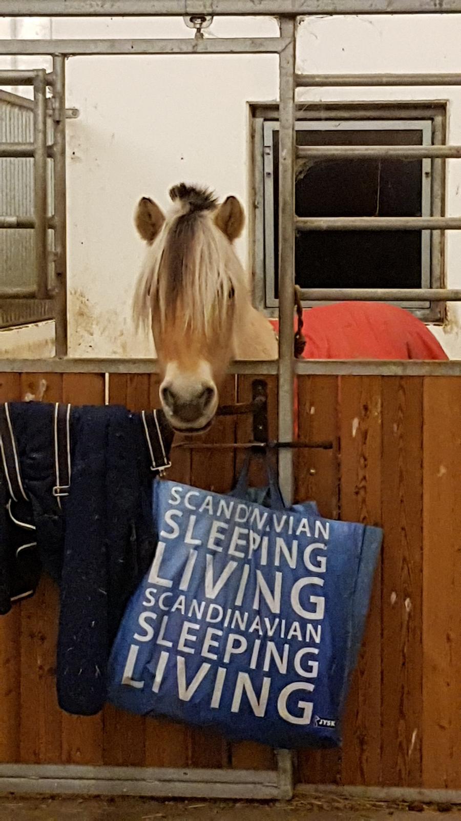 Fjordhest Karmen - Hey jeg vil også have wrap billede 8