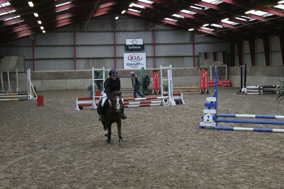 Welsh Mountain (sec A) Stendyssens Suprise Susapi billede 19