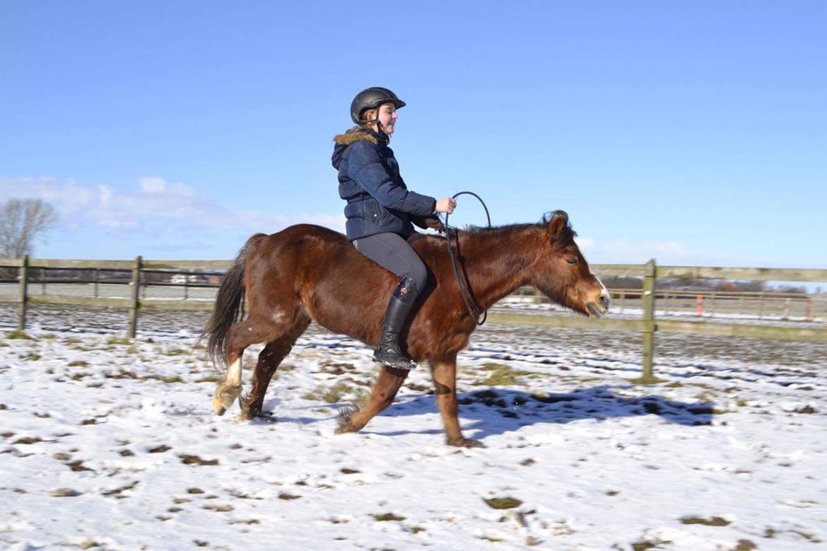 Welsh Mountain (sec A) Stendyssens Suprise Susapi billede 20