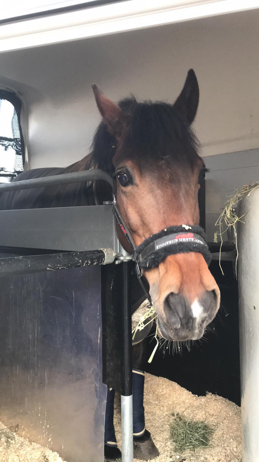 New Forest Elmholts Tudor Style (tidl. hest) billede 7