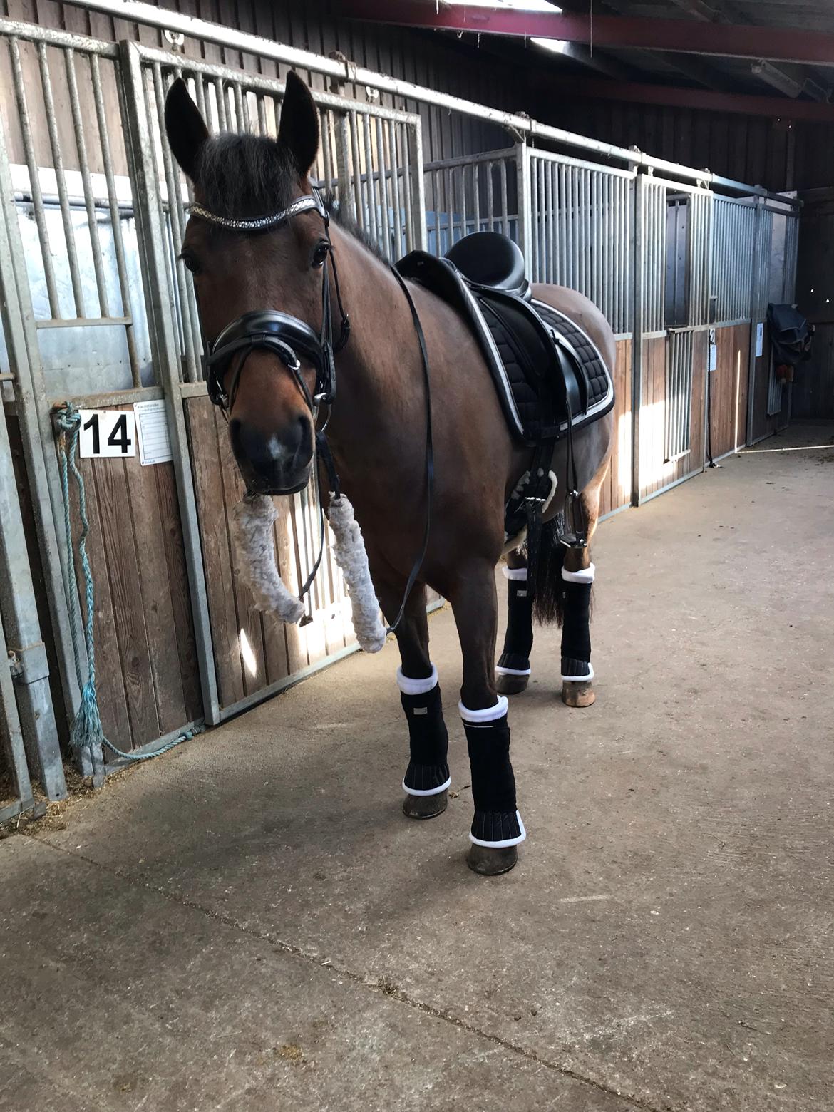 New Forest Elmholts Tudor Style (tidl. hest) billede 8