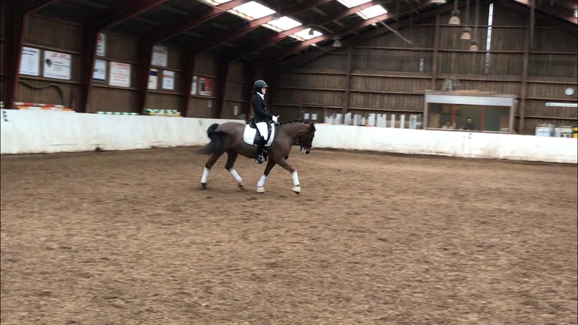 New Forest Elmholts Tudor Style (tidl. hest) billede 10