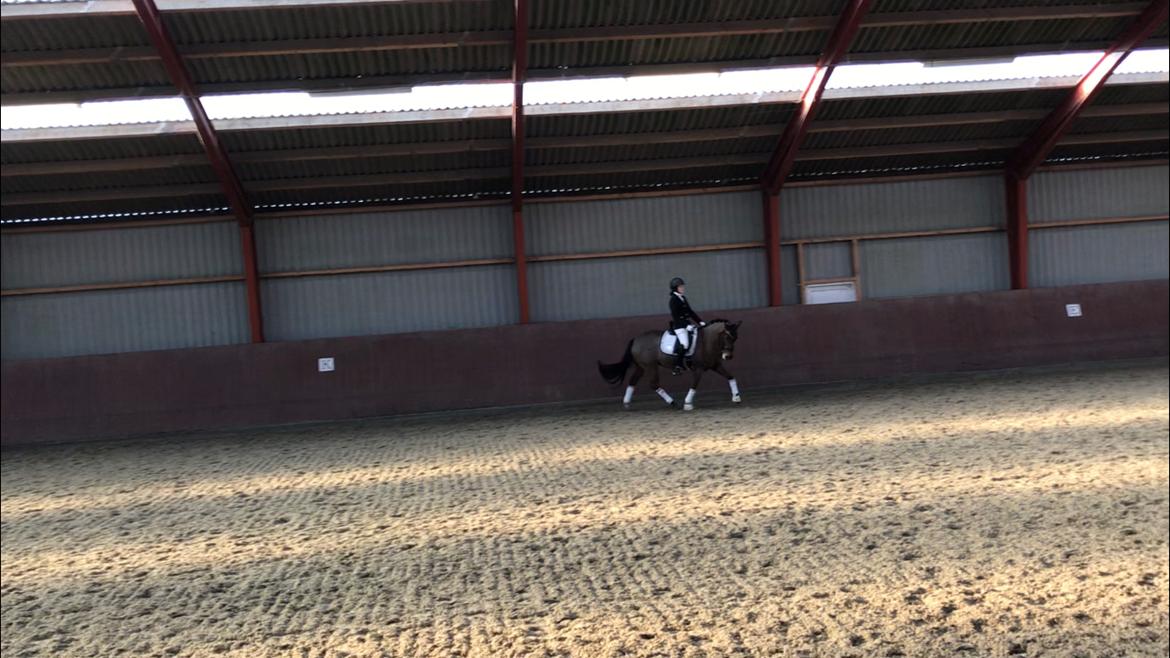 New Forest Elmholts Tudor Style (tidl. hest) billede 12