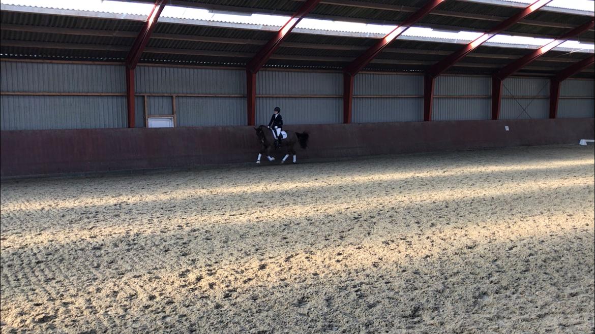 New Forest Elmholts Tudor Style (tidl. hest) billede 11