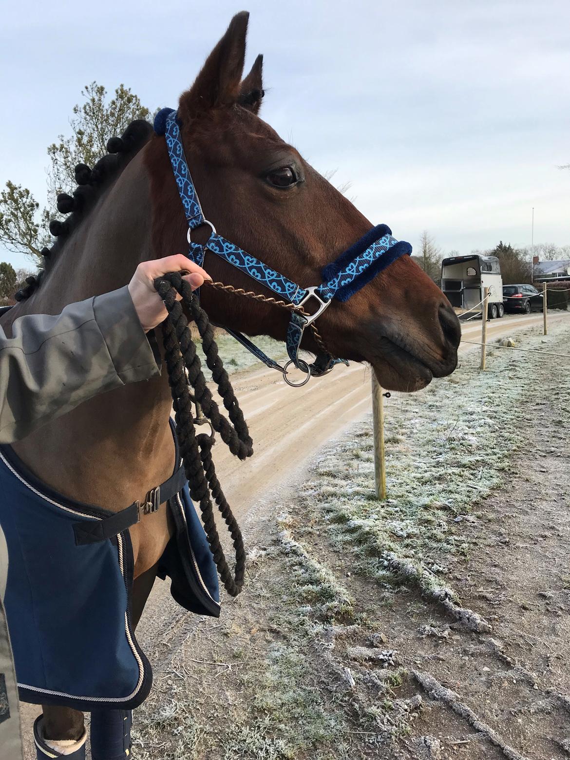 New Forest Elmholts Tudor Style (tidl. hest) billede 15