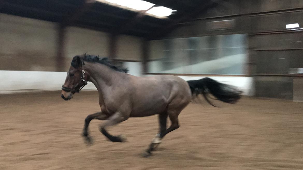 New Forest Elmholts Tudor Style (tidl. hest) billede 14