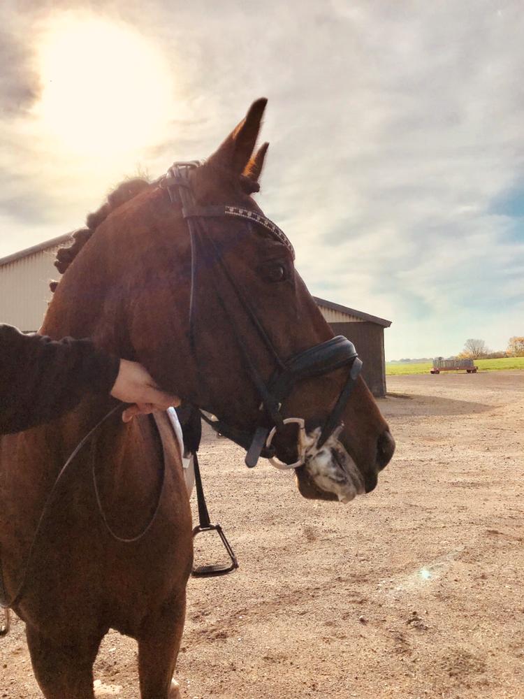 New Forest Elmholts Tudor Style (tidl. hest) billede 19