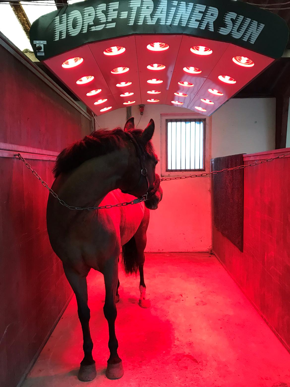 New Forest Elmholts Tudor Style (tidl. hest) billede 18