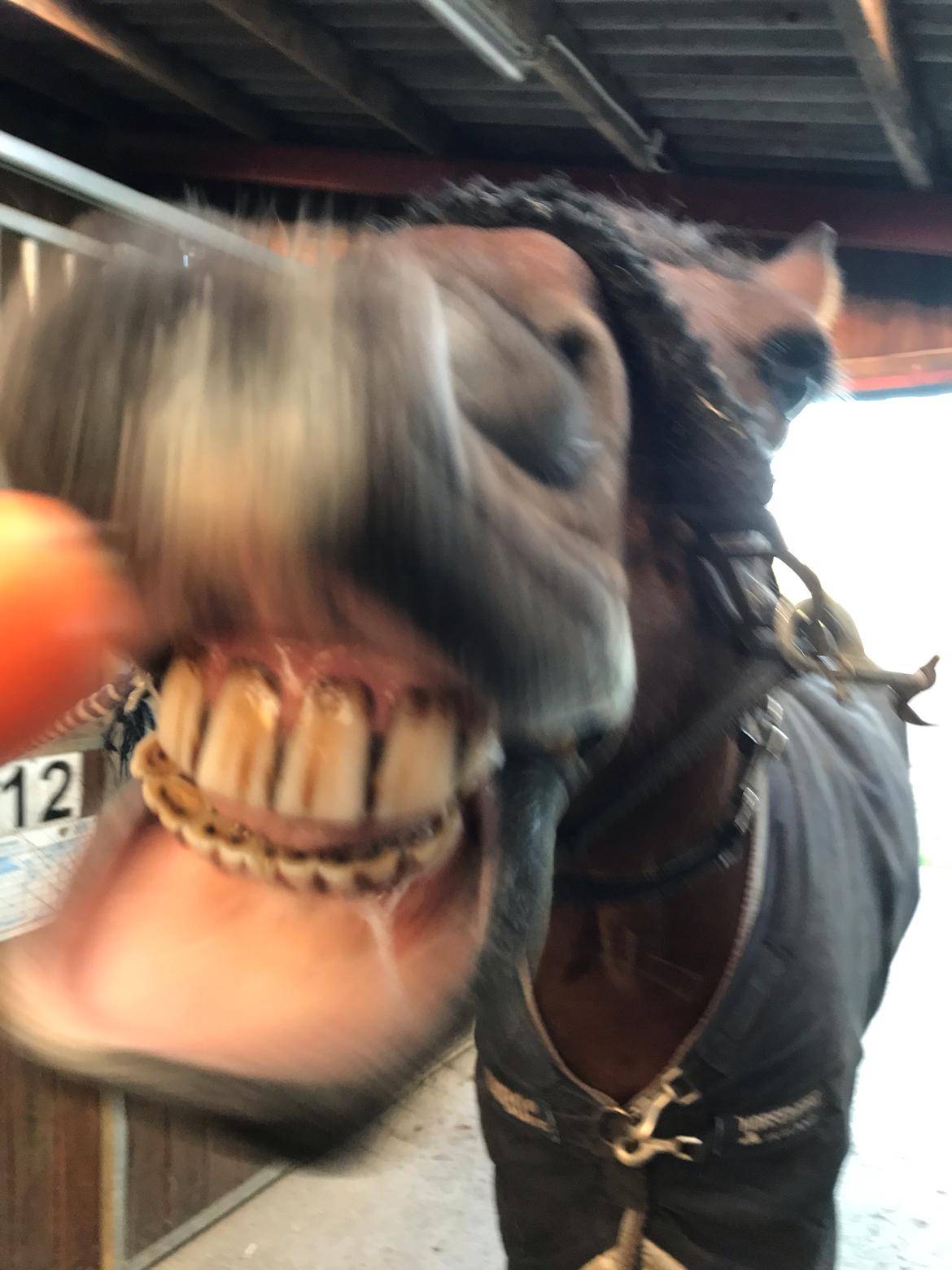 New Forest Elmholts Tudor Style (tidl. hest) billede 20