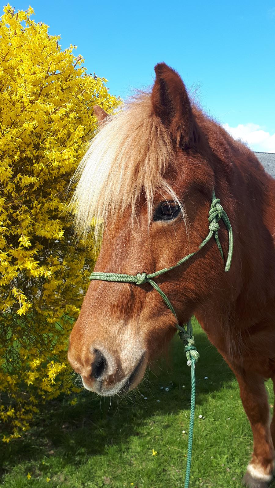 Islænder Syrpa fra Gyllingnæs - Yndig. Marts 2019 billede 17