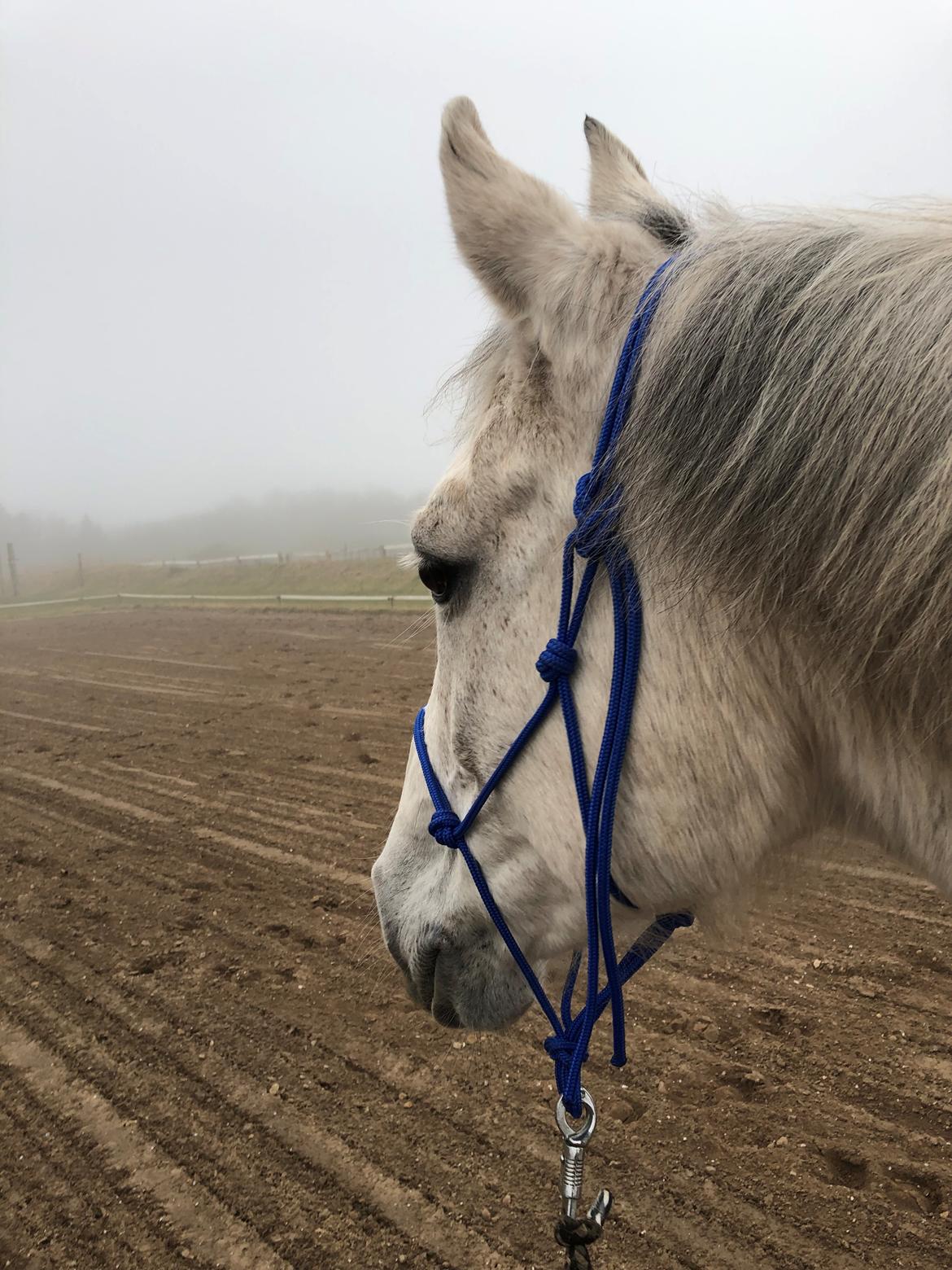 Anden særlig race Miss Lisco billede 3