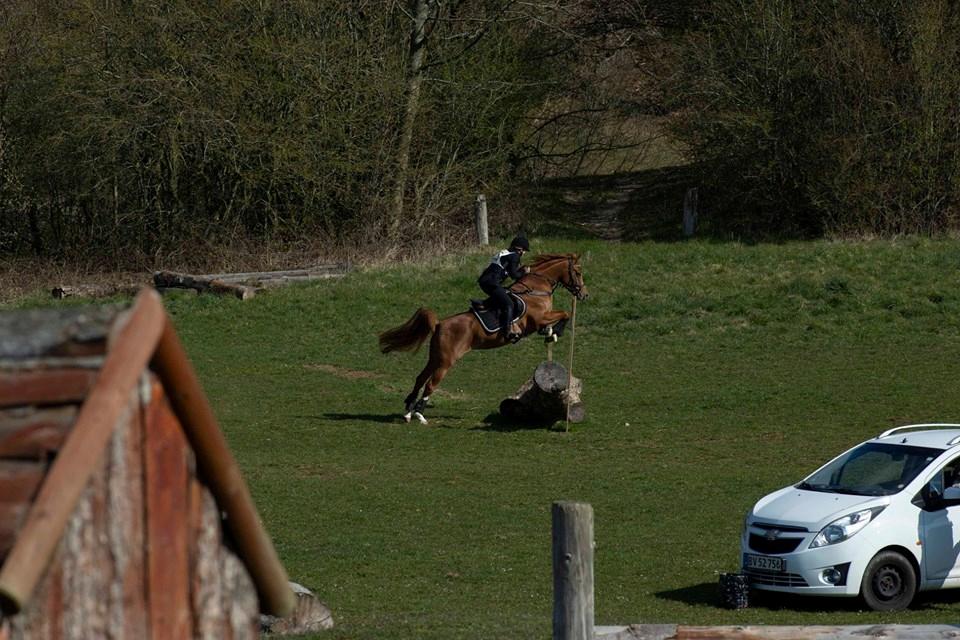Arabisk fuldblod (OX) Ivalina Wind - d. 13 April 2019. Første stævne i terrænet i år. = 1. plads. Skårup Overgård. billede 7
