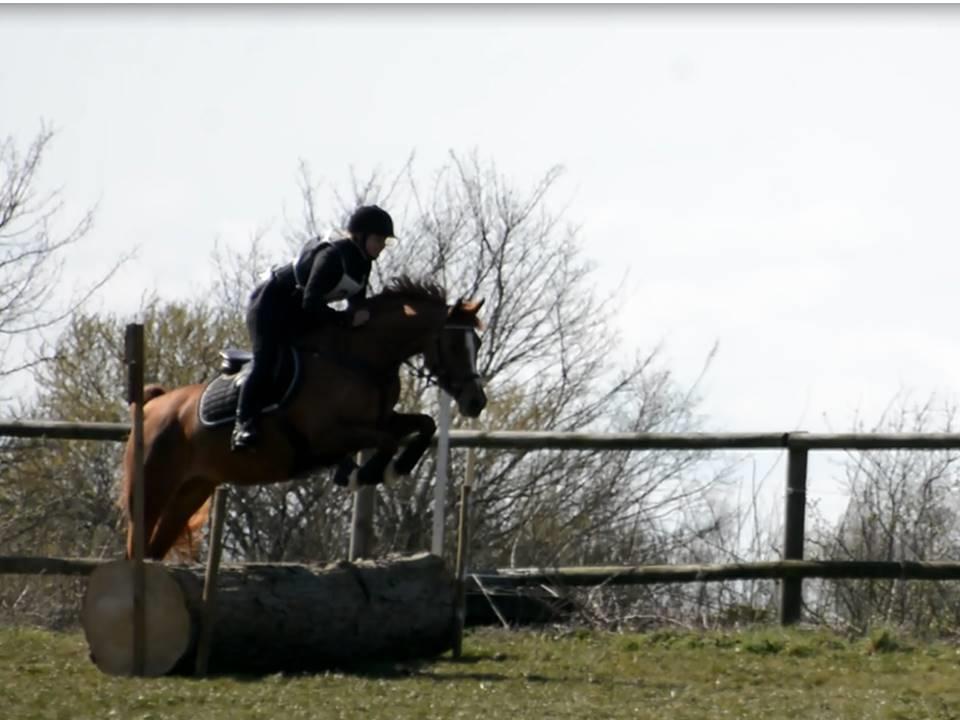 Arabisk fuldblod (OX) Ivalina Wind - d. 13 April 2019. Første stævne i terrænet i år. = 1. plads. Skårup Overgård. billede 3