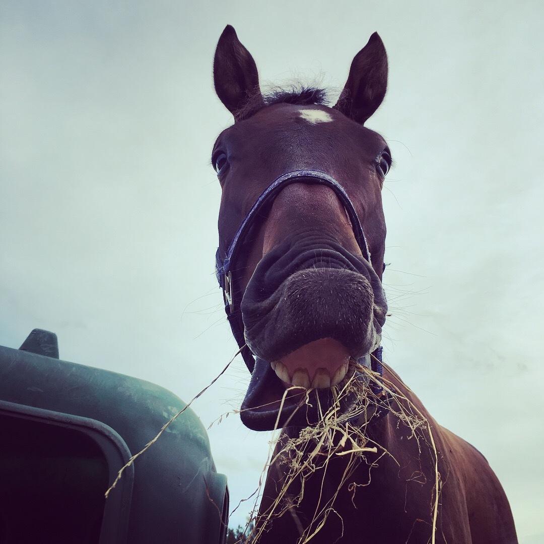 Dansk Varmblod Farmand's Premiere billede 5