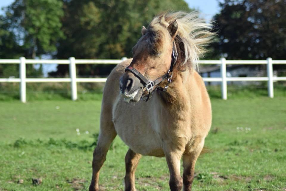 Miniature Mp's cabriella billede 3