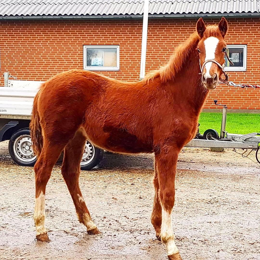 Anden særlig race Vestervangs Dakota dreamer billede 15