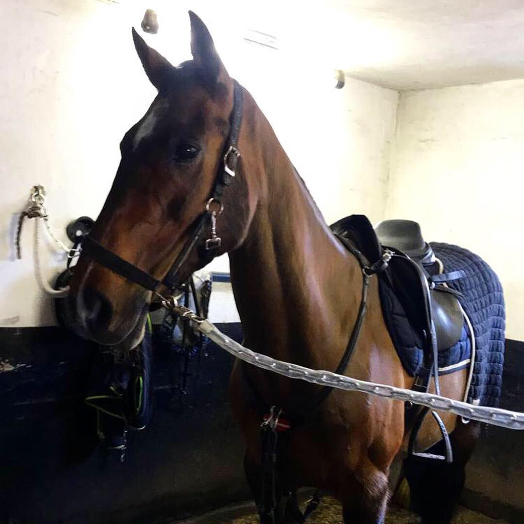 Dansk Varmblod Rikke billede 10