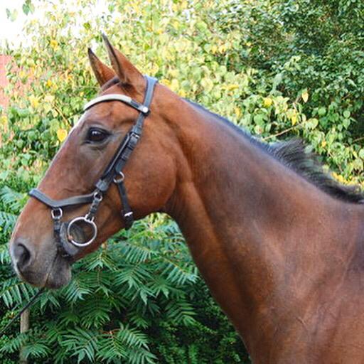 Dansk Varmblod Rikke billede 11