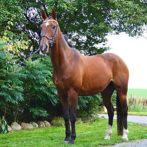 Dansk Varmblod Rikke billede 14