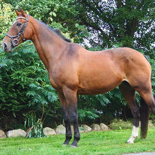 Dansk Varmblod Rikke billede 18