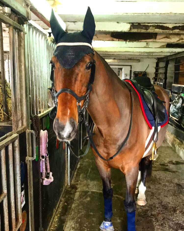 Dansk Varmblod Rikke billede 19