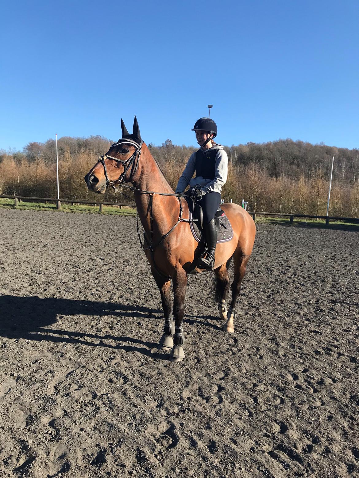 Dansk Varmblod Rikke billede 7