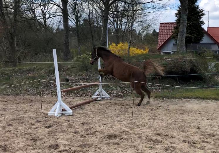 Anden særlig race de Rosche´s Turbo Speed billede 23