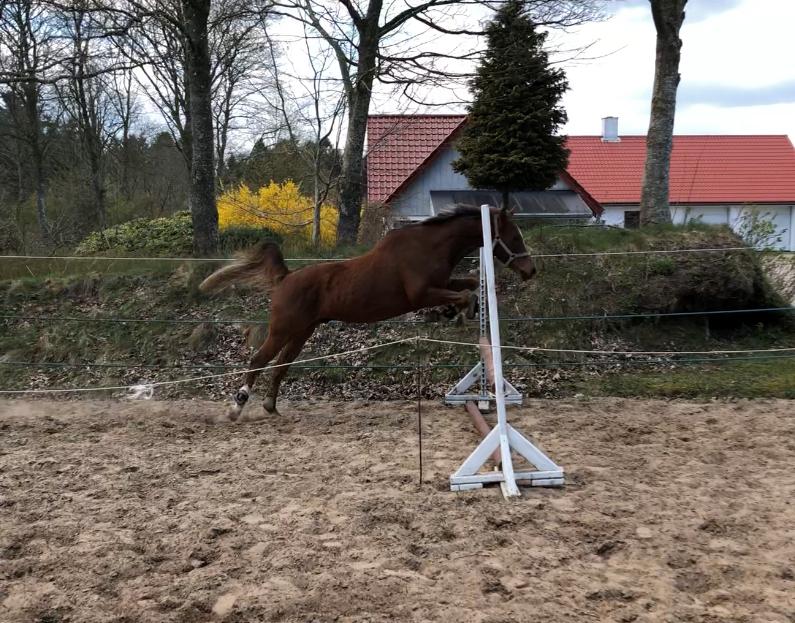 Anden særlig race de Rosche´s Turbo Speed billede 24