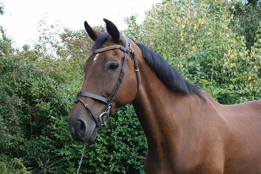 Hollandsk Varmblod Ruby's ursella billede 12