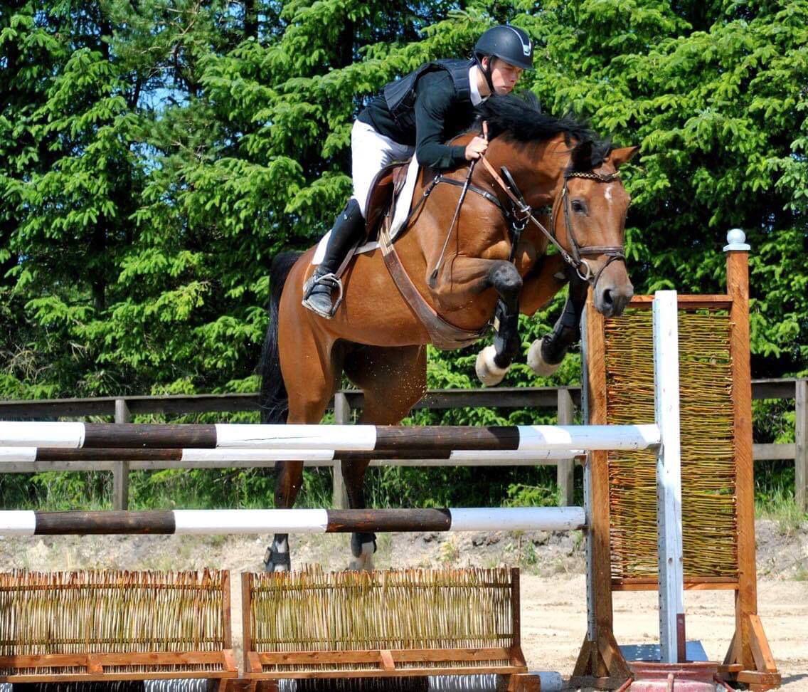 Hollandsk Varmblod Ruby's ursella billede 6