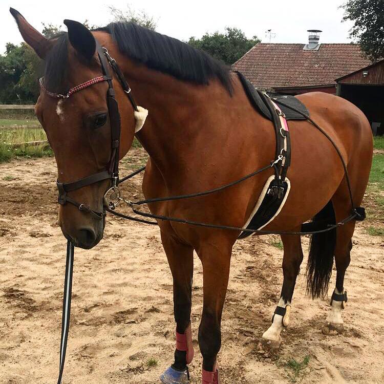 Hollandsk Varmblod Ruby's ursella billede 19