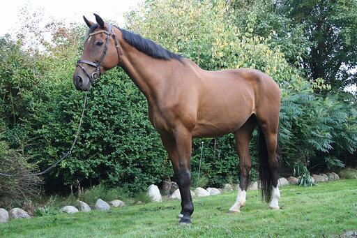 Hollandsk Varmblod Ruby's ursella billede 13