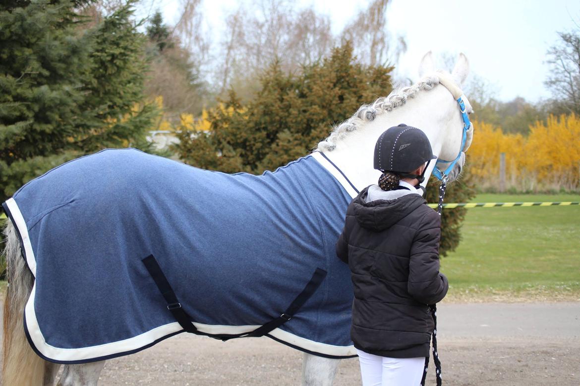 Connemara Hedegårdens Isabella billede 7