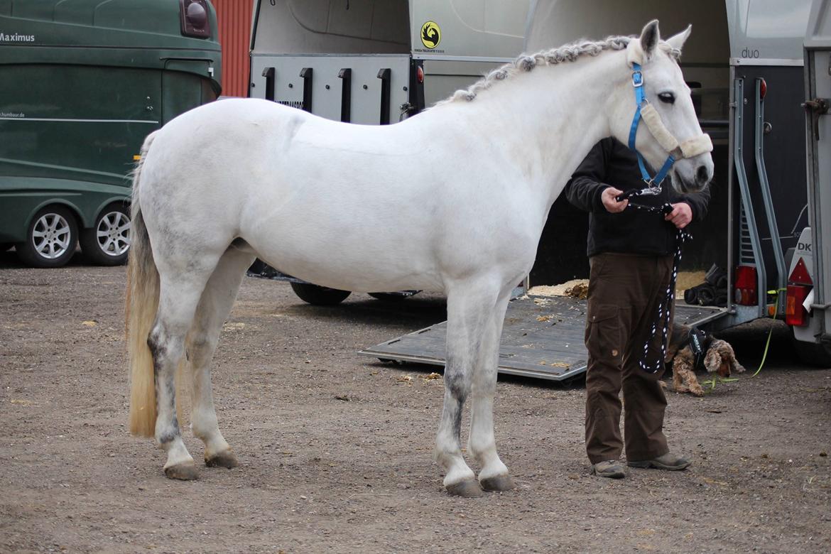 Connemara Hedegårdens Isabella billede 8