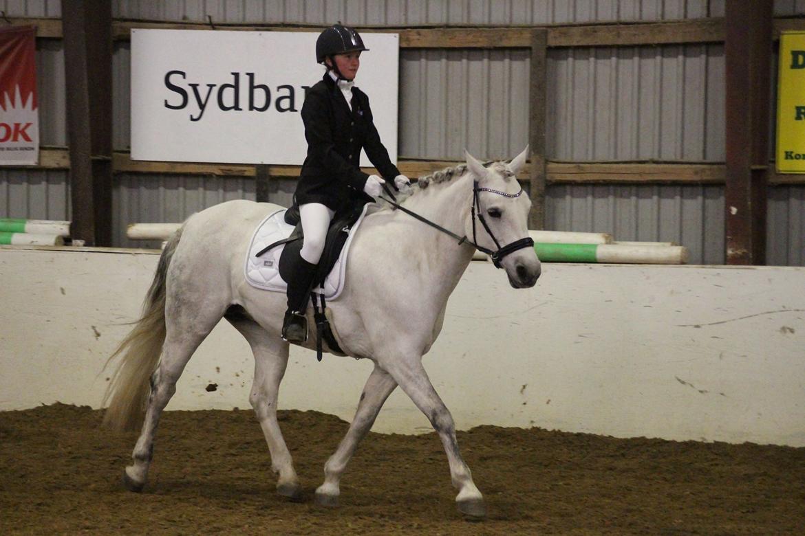 Connemara Hedegårdens Isabella billede 9