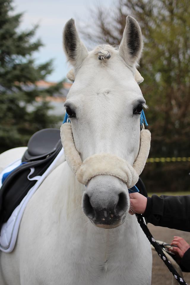 Connemara Hedegårdens Isabella billede 17