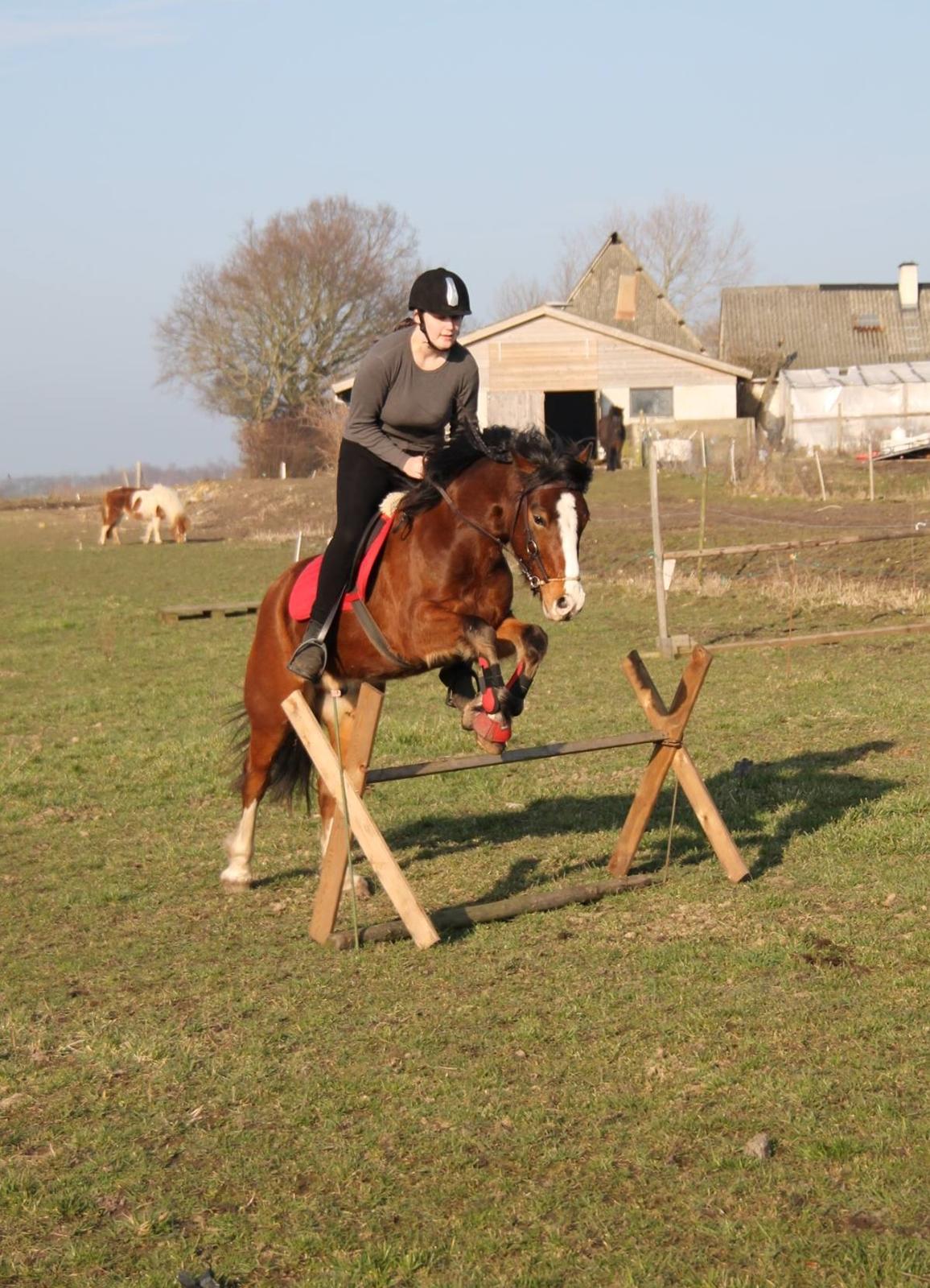 Welsh Pony af Cob-type (sec C) Flynn Rider billede 6